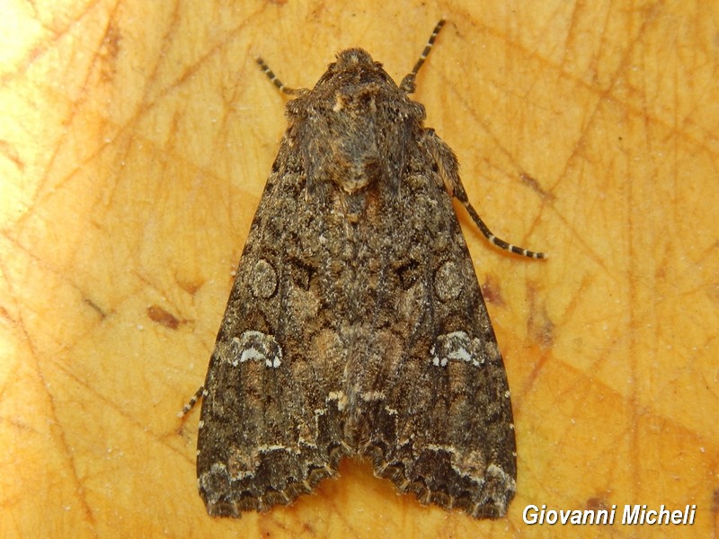 Apamea anceps? No, Mamestra brassicae